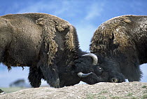 American Bison (Bison bison) two males fighting, members of a free roaming wild herd, Yellowstone National Park, North America