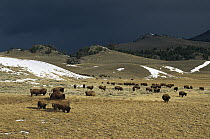 American Bison (Bison bison) free roaming wild herd grazing under dark sky, Yellowstone National Park, North America