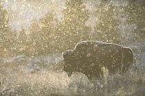 American Bison (Bison bison) portrait in falling snow, member of a free roaming wild herd, Yellowstone National Park, North America