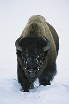 American Bison (Bison bison) portrait in snow, member of a free roaming wild herd, Yellowstone National Park, North America
