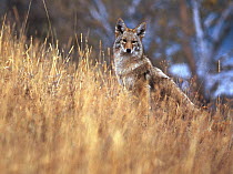 Coyote (Canis latrans) portrait sitting in tall grass, Rocky Mountains, North America