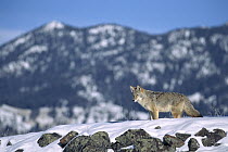 Coyote (Canis latrans) alert, standing in snow, Rocky Mountains, North America