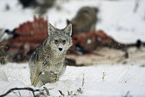 Coyote (Canis latrans) guarding carcass in snow, Rocky Mountains, North America