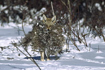 Coyote (Canis latrans) carrying piece of carcass, Rocky Mountains, North America
