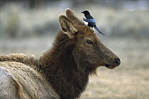 Elk (Cervus elaphus) cow with Black-billed Magpie (Pica pica) on her head, Yellowstone National Park, Wyoming