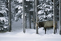 Elk (Cervus elaphus) male in snow rubbing antlers on tree trunk, North America