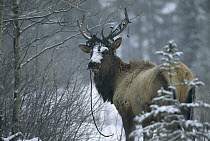 Elk (Cervus elaphus) male in snow with Christmas lights entangled in antlers, Canmore, Canada