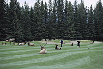 Elk (Cervus elaphus) herd resting on golf course among golfers, Banff National Park, Alberta, Canada