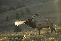 Elk (Cervus elaphus) bull backlit by morning light, Rocky Mountains, North America