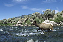 Elk (Cervus elaphus) female crossing a river, Rocky Mountains, North America