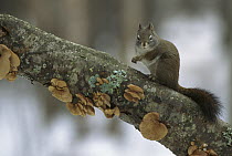 Red Squirrel (Tamiasciurus hudsonicus) in tree, Rocky Mountains, North America