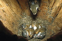 Red Squirrel (Tamiasciurus hudsonicus) mother returning to her 35 day old babies in nest to nurse them, Rocky Mountains, North America