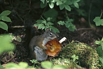 Red Squirrel (Tamiasciurus hudsonicus) eating a mushroom, Rocky Mountains, North America