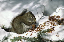 Red Squirrel (Tamiasciurus hudsonicus) separating seeds from an Engelmann Spruce (Picea engelmannii) cone to store for winter food, Rocky Mountains, Alberta, Canada
