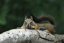 Red Squirrel (Tamiasciurus hudsonicus) laying on tree branch, Rocky Mountains, North America