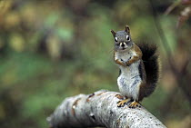 Red Squirrel (Tamiasciurus hudsonicus) standing on branch, Rocky Mountains, North America