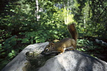 Red Squirrel (Tamiasciurus hudsonicus) 55 day old baby drinking, Rocky Mountains, North America