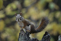 Red Squirrel (Tamiasciurus hudsonicus) on tree stump, Rocky Mountains, North America