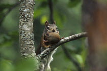 Red Squirrel (Tamiasciurus hudsonicus) mother carrying baby to a new nest after her family grew too large for the old nest, Rocky Mountains, North America
