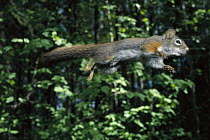 Red Squirrel (Tamiasciurus hudsonicus) leaping, Rocky Mountains, North America