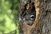 Red Squirrel (Tamiasciurus hudsonicus) curious 40 day old baby peering out from nest, Rocky Mountains, North America