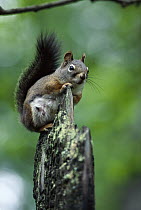 Red Squirrel (Tamiasciurus hudsonicus) sitting on end of dead tree, Rocky Mountains, North America