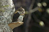 Red Squirrel (Tamiasciurus hudsonicus) in tree, Rocky Mountains, North America
