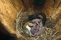 Red Squirrel (Tamiasciurus hudsonicus) mother nursing her 15 day old babies in nest, Rocky Mountains, North America