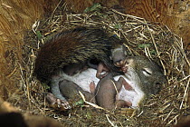 Red Squirrel (Tamiasciurus hudsonicus) mother nursing her 19 day old babies in nest in tree trunk, Rocky Mountains, North America