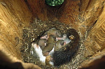 Red Squirrel (Tamiasciurus hudsonicus) mother nursing her 22 day old babies in nest, West Glacier, Montana