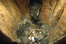Red Squirrel (Tamiasciurus hudsonicus) mother bringing new nesting materials to nest with her 30 day old babies in it, Rocky Mountains, North America