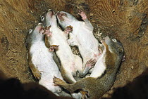 Red Squirrel (Tamiasciurus hudsonicus) four babies asleep in nest after nursing, Rocky Mountains, North America