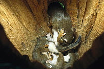 Red Squirrel (Tamiasciurus hudsonicus) mother returns curious 40 day old babies to nest in tree trunk, Rocky Mountains, North America