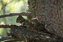 Red Squirrel (Tamiasciurus hudsonicus) curious 55 day old babies begin to explore the world outside of their nest, Rocky Mountains, North America