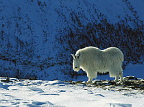 Mountain Goat (Oreamnos americanus) standing on snowy ground, Rocky Mountains, North America