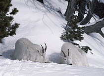 Mountain Goat (Oreamnos americanus) pair resting in snow, Rocky Mountains, North America