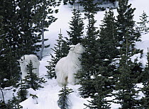 Mountain Goat (Oreamnos americanus) pair browsing on small trees on snowy hillside, Rocky Mountains, North America