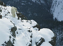 Mountain Goat (Oreamnos americanus) walking on rocky precipice in snow in winter, Rocky Mountains, North America