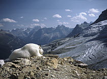 Mountain Goat (Oreamnos americanus) resting on rocky overlook with icefield in background in summer, Rocky Mountains, North America