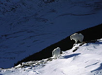 Mountain Goat (Oreamnos americanus) pair standing in snow, Rocky Mountains, North America
