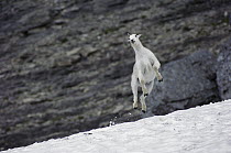 Mountain Goat (Oreamnos americanus) leaping in snow, Rocky Mountains, Glacier National Park, Montana