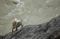 Mountain Goat (Oreamnos americanus) female climbing up rocky slope in search of salt, Rocky Mountains, Glacier National Park, Montana