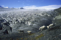 Mountain Goat (Oreamnos americanus) herd traveling along the edge of a glacier, Kenai Fjords National Park, Alaska