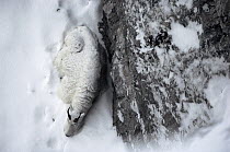 Mountain Goat (Oreamnos americanus) female resting in snow with back against a rock wall for protection, Rocky Mountains, North America