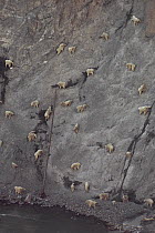 Mountain Goat (Oreamnos americanus) herd licking salt and minerals from steep, rocky slope known as the Walton Goat Lick, Glacier National Park, Montana