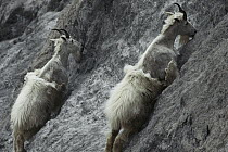 Mountain Goat (Oreamnos americanus) pair licking salt and minerals from steep, rocky slope known as the Walton Goat Lick, Glacier National Park, Montana