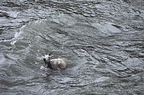 Mountain Goat (Oreamnos americanus) swimming across raging middle fork of the Flathead River to reach Walton Goat Lick, Glacier National Park, Montana