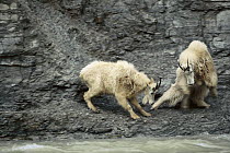 Mountain Goat (Oreamnos americanus) pair fighting for salt rights, male at left threatens female at right who lowers her rump in defense, Walton Goat Lick, Glacier National Park, Montana