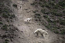 Mountain Goat (Oreamnos americanus) adult and two month old kids running down steep mountain slope, Glacier National Park, Montana