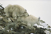Mountain Goat (Oreamnos americanus) male cautiously licks female to signal interest in mating, Rocky Mountains, North America